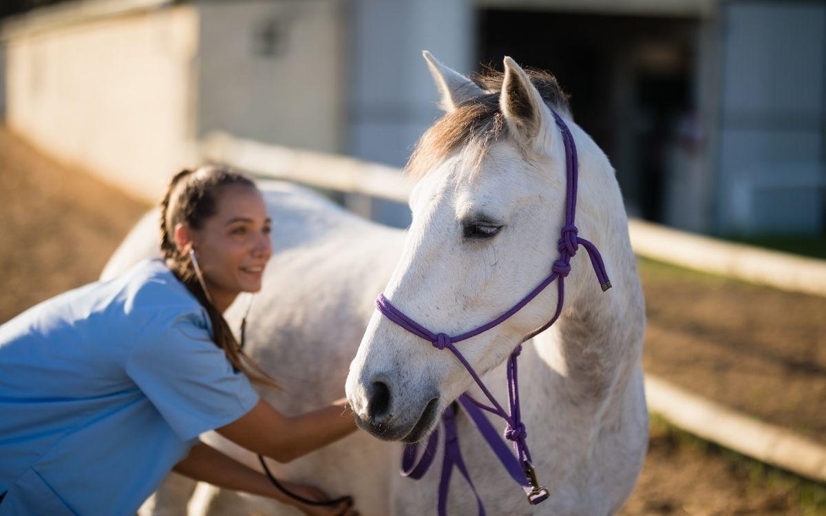 Equine Major Medical Insurance