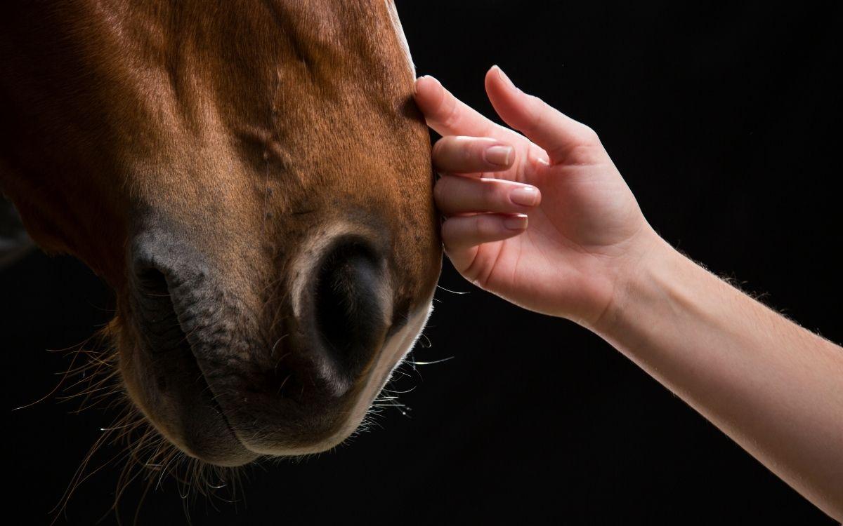 Equine Mortality Insurance