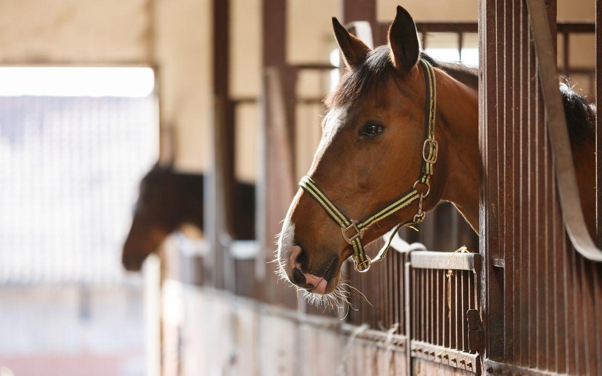 Equine Operations Business Insurance
