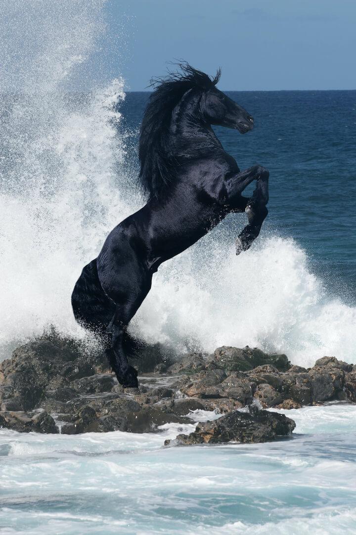 farm-ranch-equine-insurance